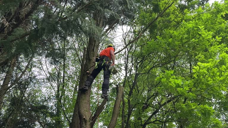 How Our Tree Care Process Works  in  De Pue, IL